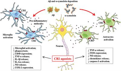 Cannabinoid Receptor 2 Signaling in Neurodegenerative Disorders: From Pathogenesis to a Promising Therapeutic Target